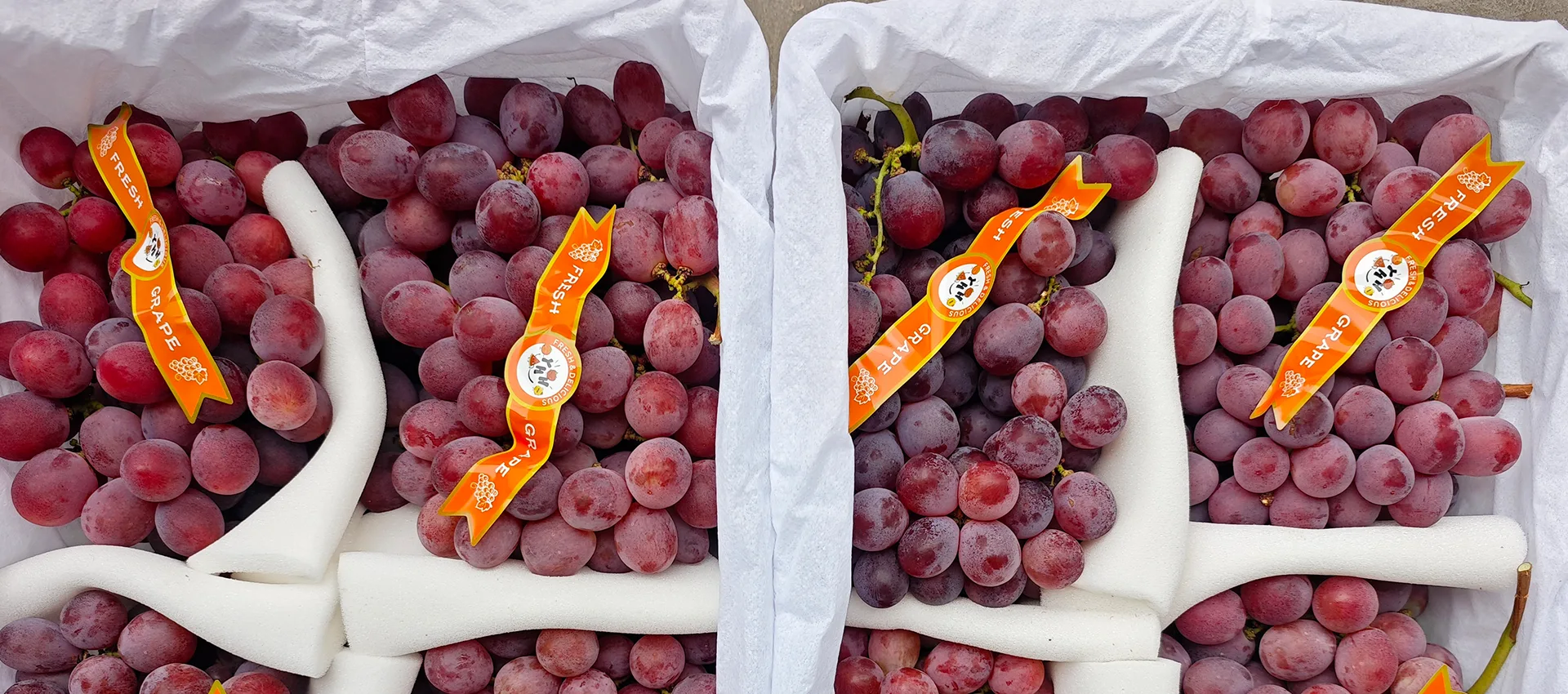 China Premium Fresh Grapes Birgir