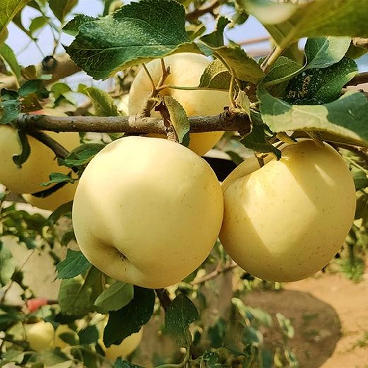 Fersk Golden Delicious epli
