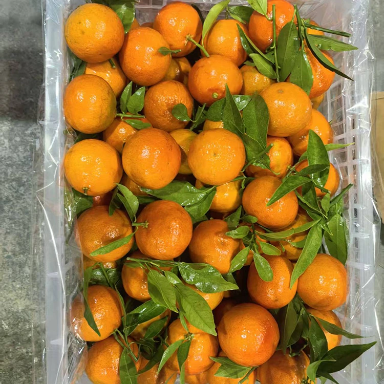 Fersk Mashui Mandarin