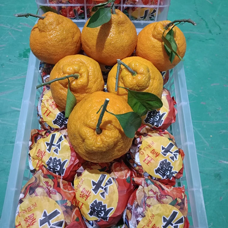 Fersk Shiranui Mandarin