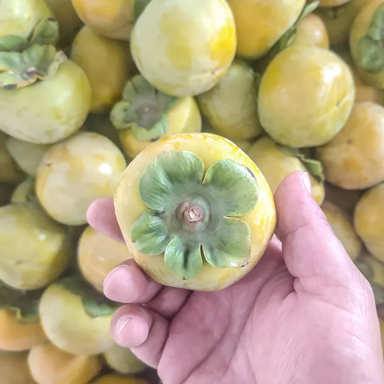 Premium ferskur, stökkur persimmon